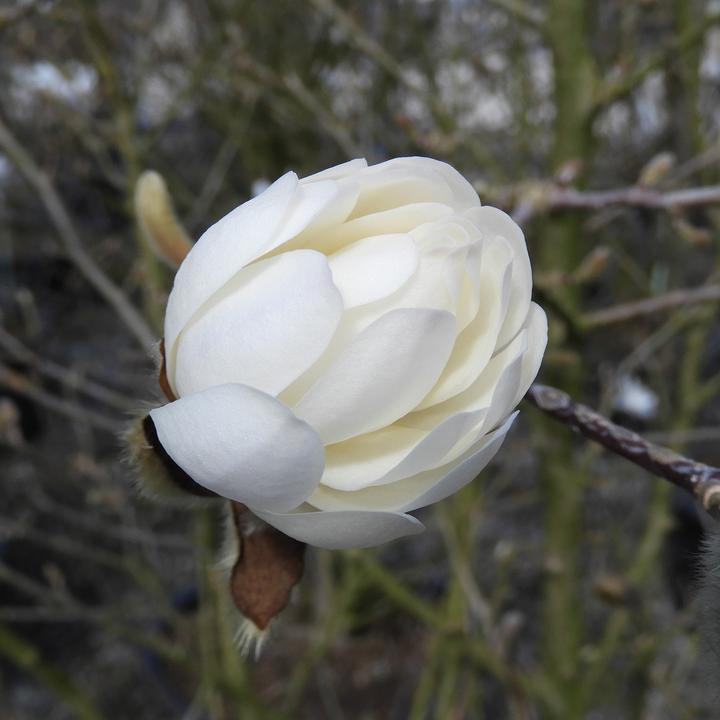 Actual product image Zulauf Stern-Magnolie / Magnolia stellata (125 cm)