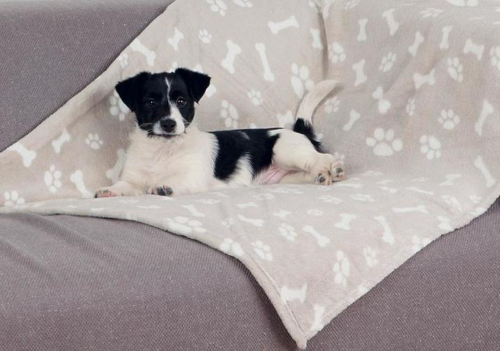 Image du produit Trixie Kenny (Chien)