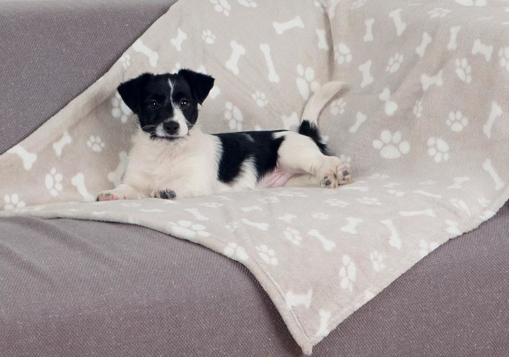 Actual product image Trixie Kenny (Dog)