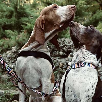 Produktbild MORSO Norwegian Hondentuig Gerecycled Spaghetti Incident (110, Hund, Hundesport)
