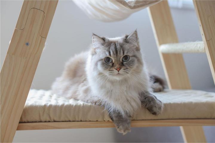 Produktbild Kerbl Kratzbaum Ladder für Katzen (134 cm, Wood colour, Braun, Beige)