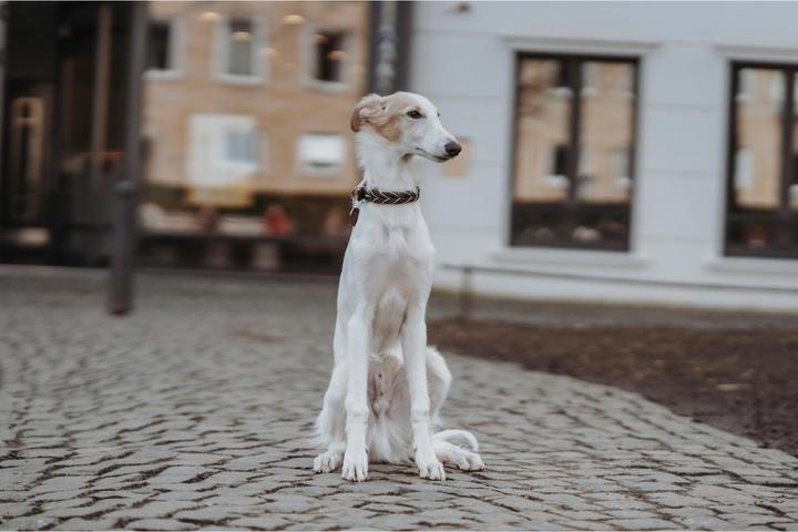 Produktbild Hunter Halsband Solid Education Cord (S, Hund, Allgemein)