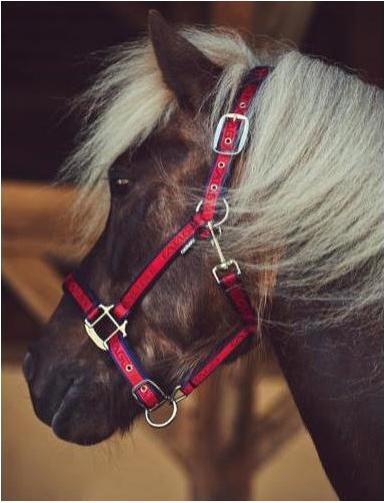 Immagine prodotto Catago Cavezza per cavalli