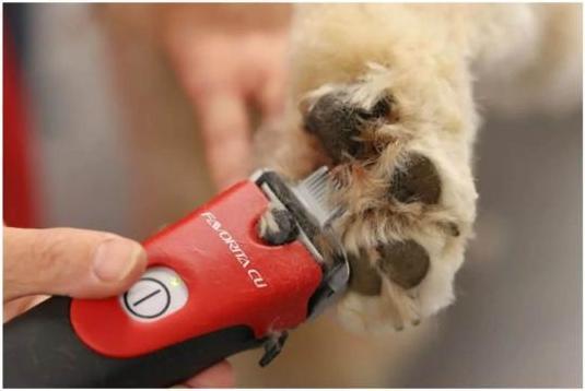 Immagine prodotto Kerbl Aesculap Favorita (Cavallo, Gatto)