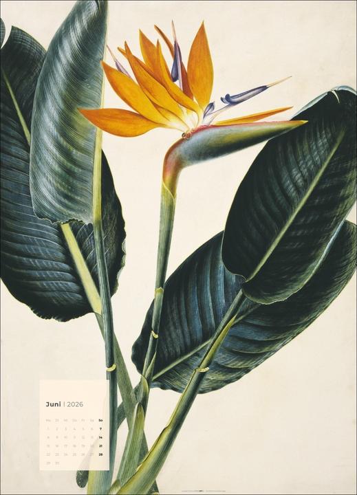 Produktbild Botanicals Kalender 2026 (49 x 68 cm)