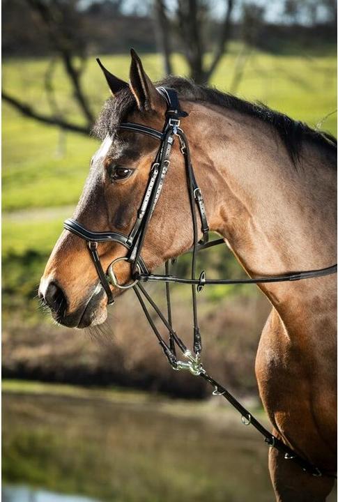 Image du produit HFI Master Gogue pour cheval