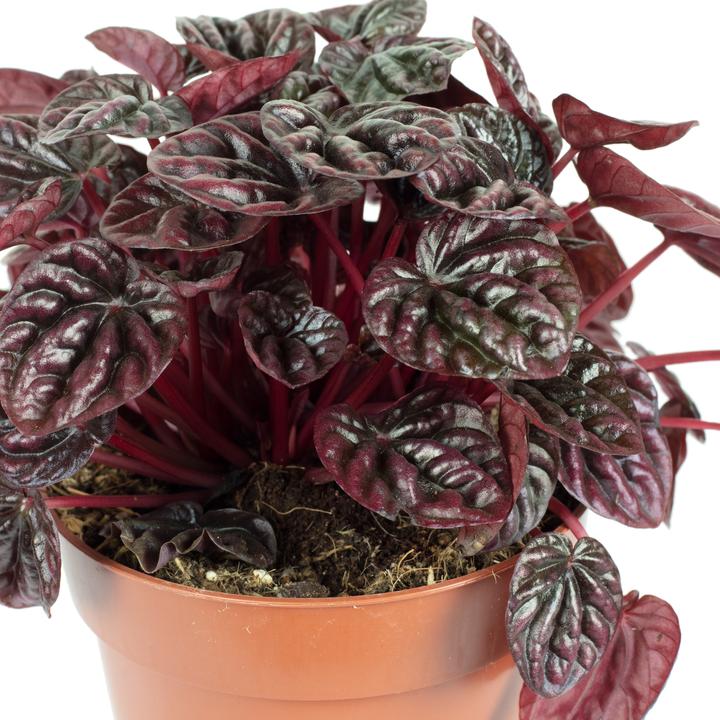 Produktbild Flowerbox Zwergpfeffer Smit- Peperomia (12 cm)