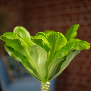 Actual product image Flowerbox Hawaiian vulcan palm - height ca. 40 cm, pot-Ø 12 cm - Brighamia (40 cm)