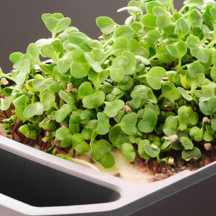 Actual product image Gusta Garden Harry Herbs (35.80 x 15 x 25 cm)
