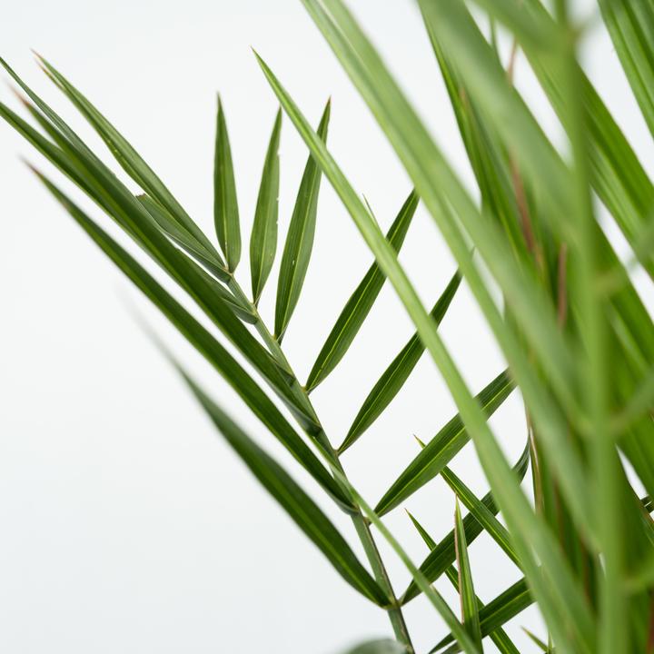 Immagine prodotto Plant in a Box Phoenix canariensis - Set di 2 palme da dattero delle Canarie (50 cm)