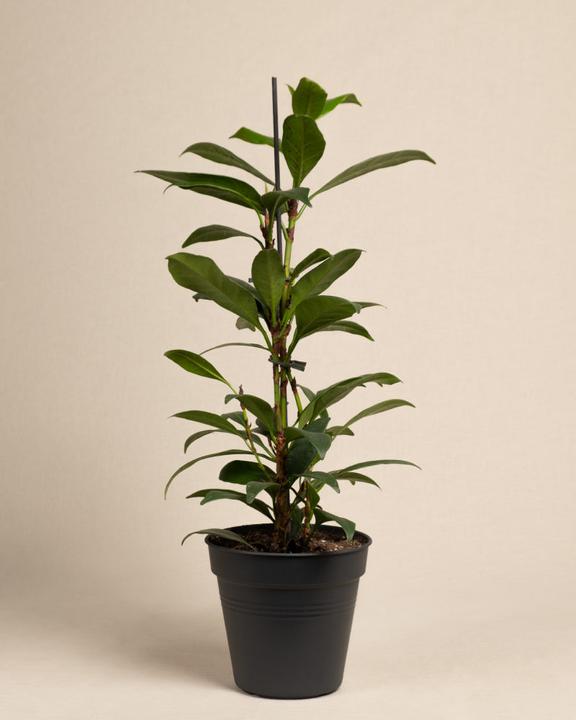 Image du produit feey Afrikanischer Feigenbaum (60 cm, Fraîchement rempotés)