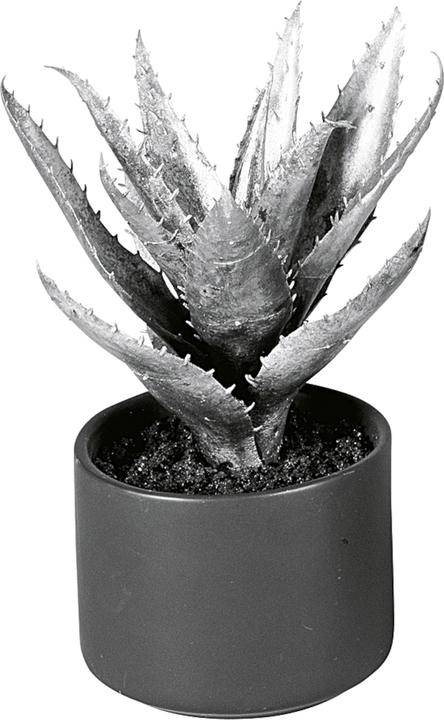 Produktbild EK Agave (20 cm)