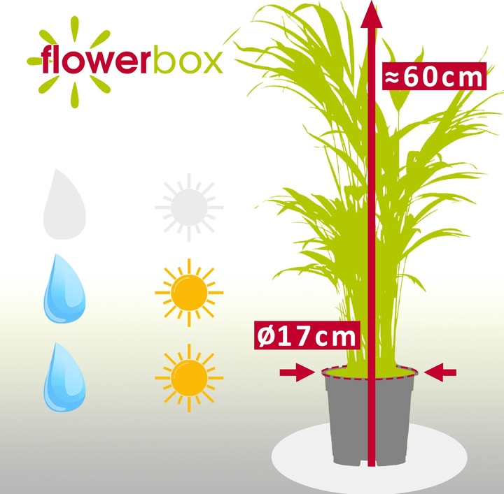 Actual product image Flowerbox Golden fruit palm - height ca. 60 cm, pot-Ø 17 cm - Areca Dypsis Lutescens (60 cm)