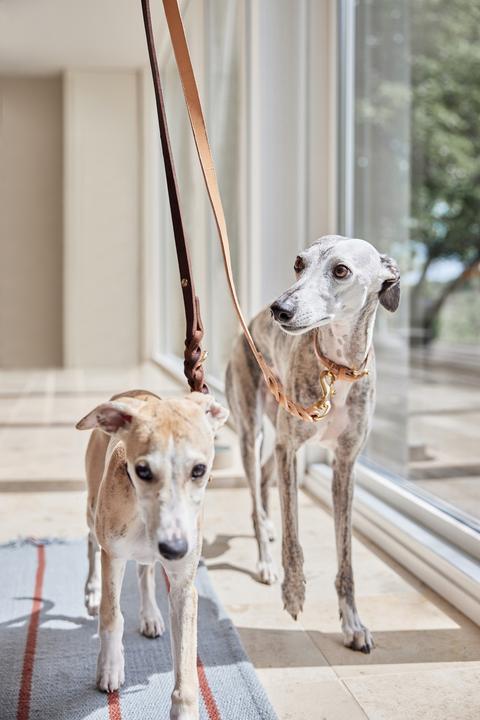 Immagine prodotto OYOY Zoo ZOO - Guinzaglio per cani Robin M/L - Choko (Z60053) (Cane, Generale)