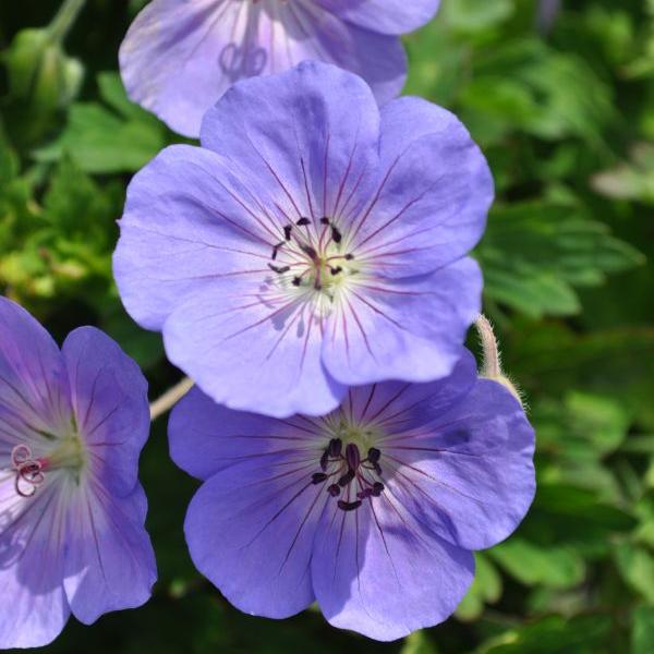 Produktbild Säntispracht Der starkwüchsige Storchschnabel - Geranium pratense 'Rozanne' (40 cm)