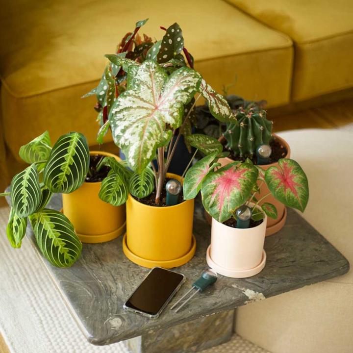 Image du produit FYTA Capteur de plantes d'intérieur (Sonde d'irrigation)