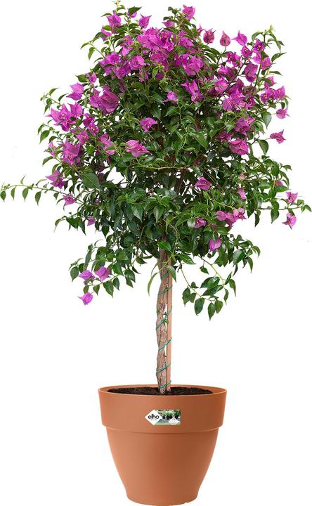 Produktbild Elho Blumentopf (19.50 cm)