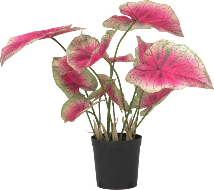Immagine prodotto Plant in a Box Caladium - (60 cm)