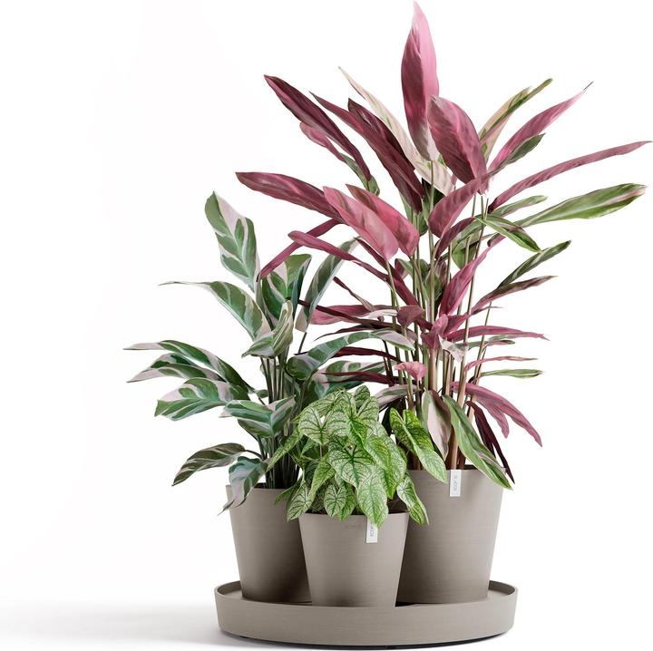 Actual product image Ecopots Dubai (57 cm)