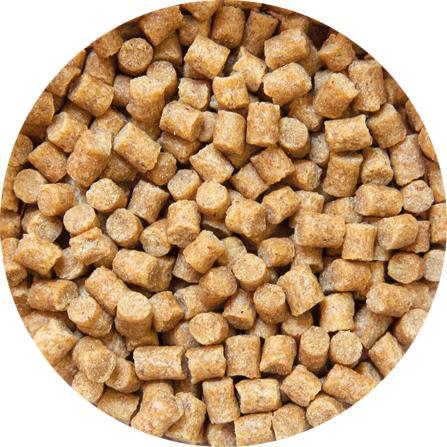 Actual product image Kobre San Winter Line (Goldfish)