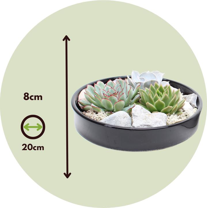 Image du produit Plant in a Box Echeveria lilacina - Garden Mix Noir (8 cm)