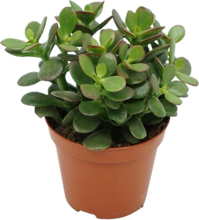 Mahaloplants Geldbaum (10 cm)