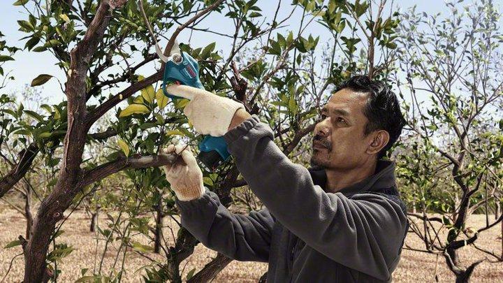 Actual product image Bosch Professional Pro Pruner