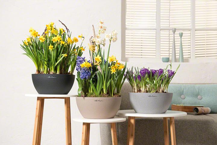 Actual product image Lechuza Cubeto Color (40 x 18.30 cm)