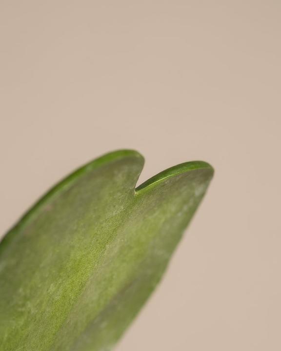 Image du produit feey Herzblatt-Trio (5 cm)