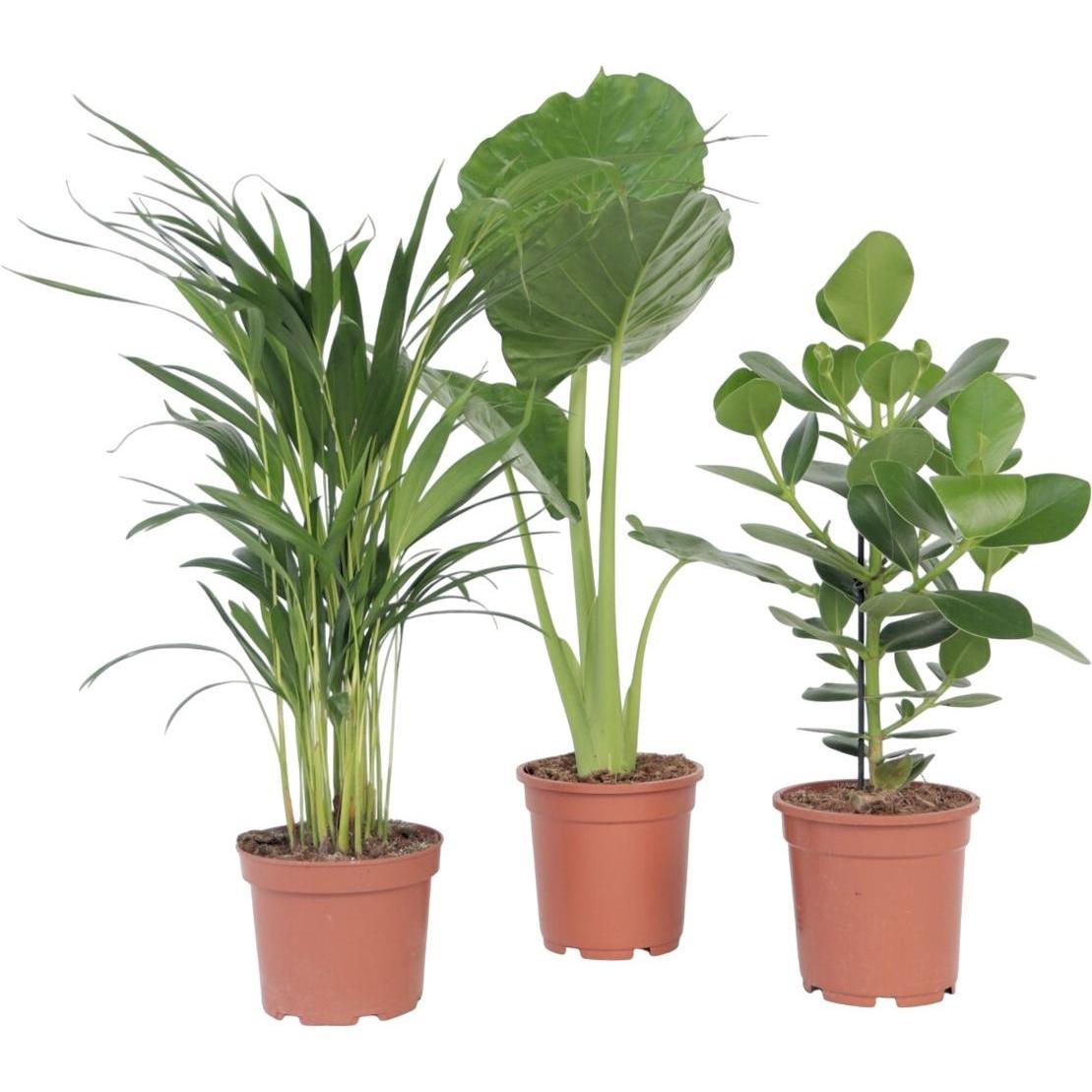 Plant in a Box, Pflanzen, Dypsis Lutescens, Clusia rosea Princess, Alocasia Macrorrhiza - 3er Mischung (60 cm)