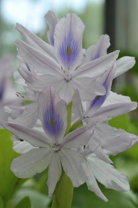 Immagine prodotto Entgiften mit Heilkräutern (Tedesco, Margherita Madejsky, 2024)