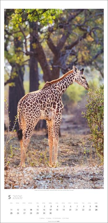 Produktbild Giraffen Kalender 2026 (33 x 68 cm)