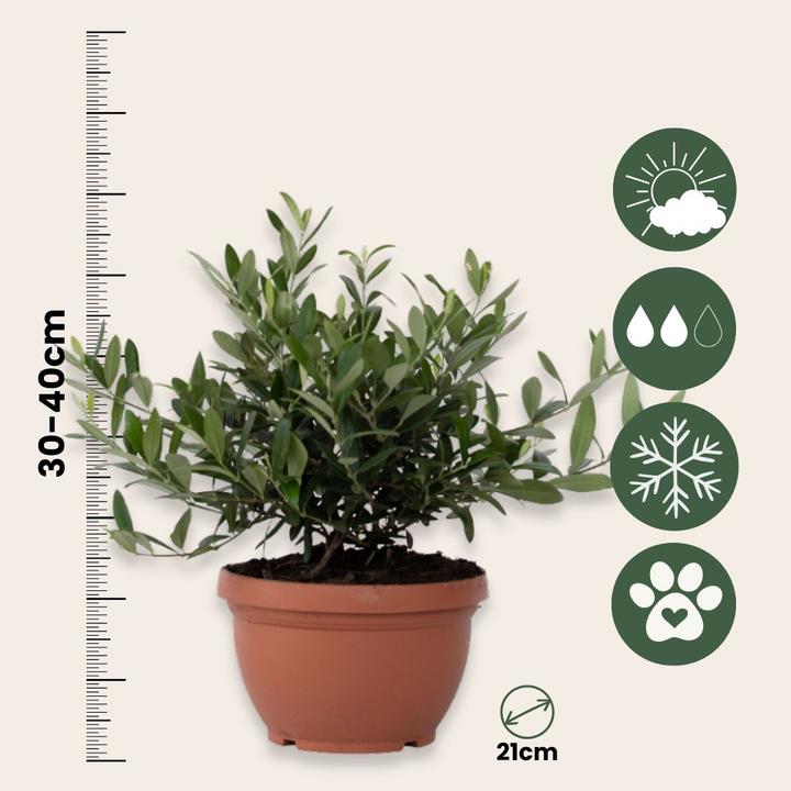 Immagine prodotto Plant in a Box Olea Europaea - Bonsai di olivo in ciotola (40 cm)