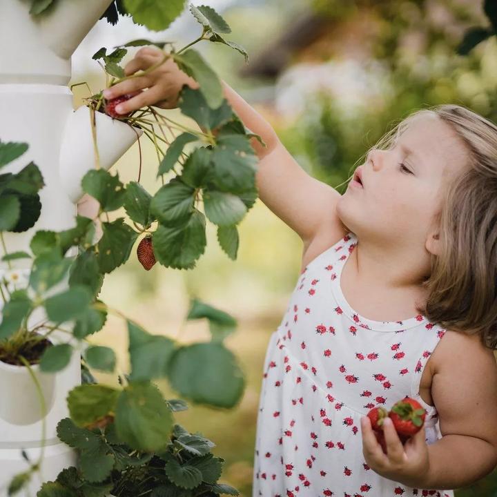 Actual product image Gusta Garden Sissi Strawberry (27 cm)