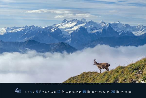 Produktbild Wilde Tiere - weite Landschaft 2026