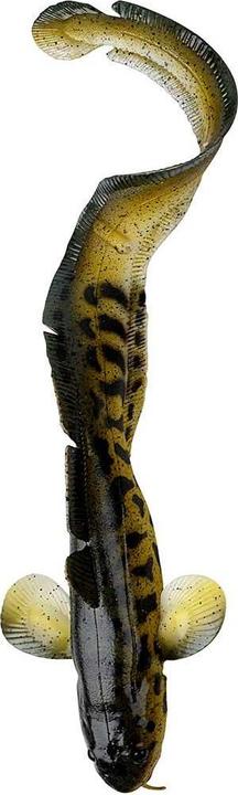 Image du produit Savage Gear 3D Burbot FS Burbot (25 cm)