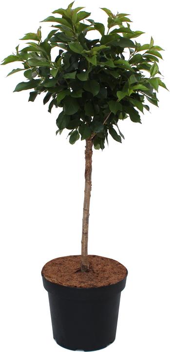 Actual product image Zulauf Dwarf cherry (50 cm)