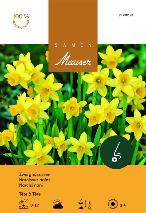 Samen Mauser Narcissus Tête-à-Tête (Blumenzwiebel)