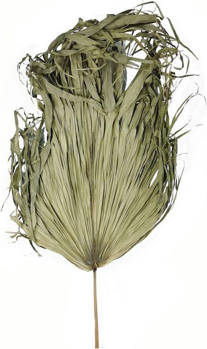 Produktbild Hill Interiors Trockenpflanze Fächerpalme (95 cm)