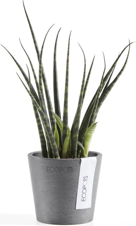 Produktbild Ecopots Amsterdam Mini (8 cm)