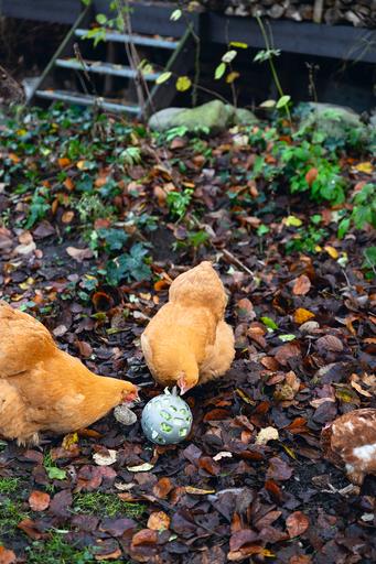 Actual product image Beeztees Chicken Snack Ball