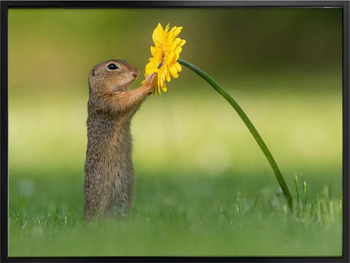 Image du produit Trenddeko van Duijn - Gopher tenant une fleur (60 x 50 cm)
