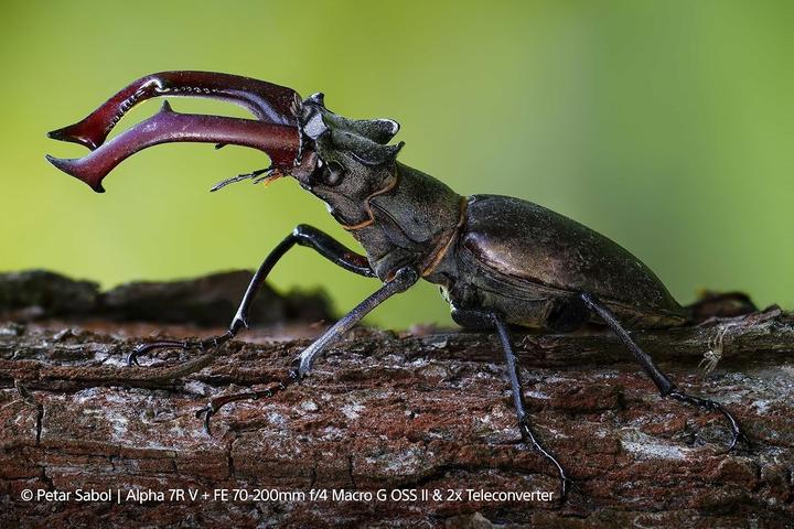 Actual product image Sony FE 70-200mm f/4 Macro G OSS II (Sony E, full size, APS-C / DX)