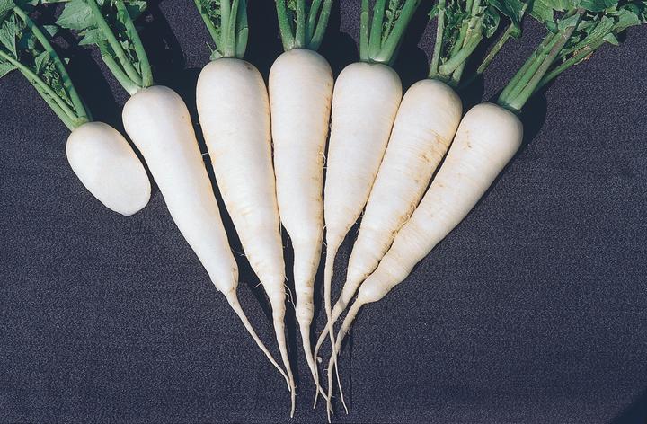 Actual product image Zollinger Bio Radish, Zurich market (Vegetable seeds)