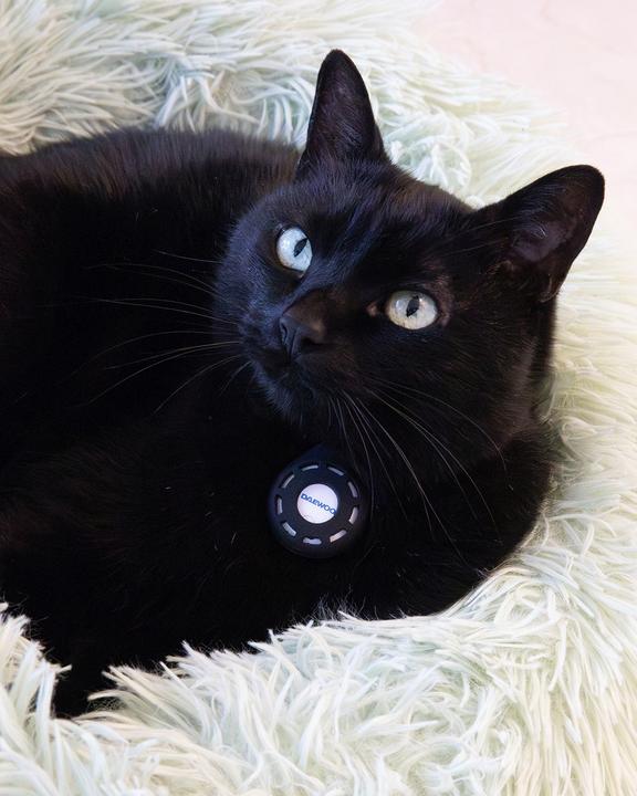 Produktbild Daewoo My Friend Locator iOS APPLE (D-FX11A-W) (Android, iOS)