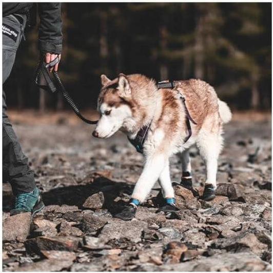 Image du produit Non-Stop Dogwear Protector (M, Chaussures pour chien)