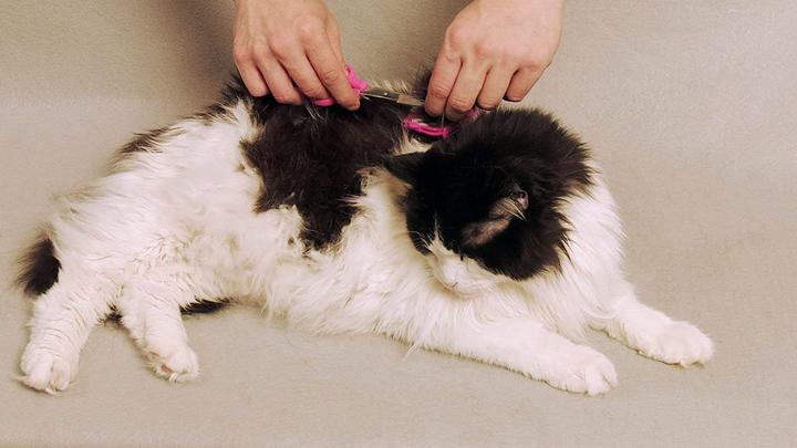 Produktbild Scaredy Cut Haarschneidemaschine 16pc Right-Handed (Hund, Katze, Pferd)