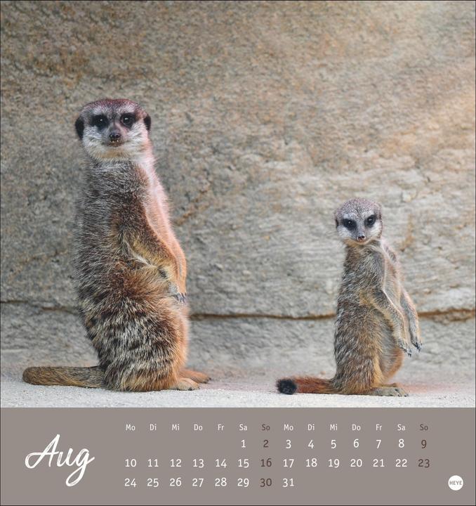 Produktbild Erdmännchen Postkartenkalender 2026