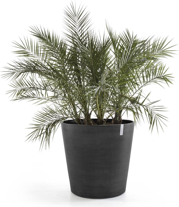 Actual product image Ecopots Amsterdam Wheels (80 cm)