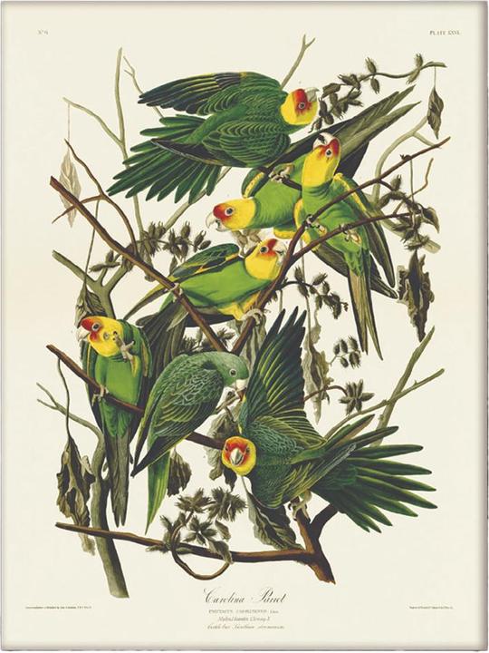 Actual product image Universal Textiles Wood Carolina Parrot Print